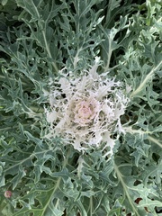 Brassica oleracea