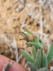 Trichodiadema orientale