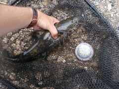Pylodictis olivaris