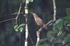 Pomatorhinus schisticeps