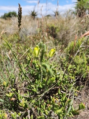 Albuca annulata