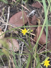 Hypoxis filiformis