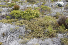 Diastella divaricata divaricata