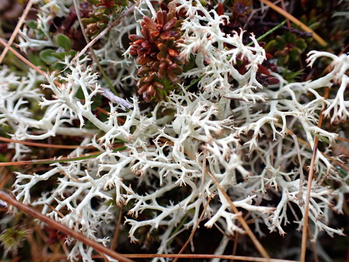 dutohlávka ježovitá (Cladonia portentosa)
