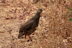 Pternistis natalensis