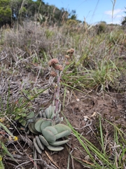 Crassula cotyledonis