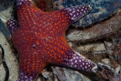 Callopatiria formosa