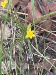 Hypoxis filiformis