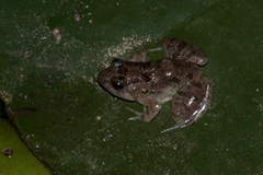 Phrynobatrachus