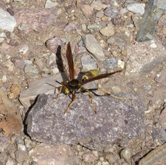 Polistes comanchus