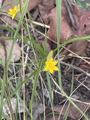 Hypoxis filiformis