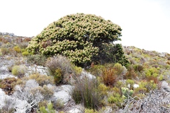 Mimetes fimbriifolius