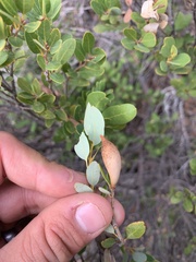 Heteroecus pacificus