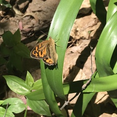 Heteronympha merope