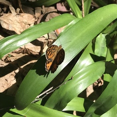 Heteronympha merope