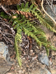 Polystichum scopulinum