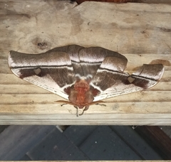 Bunaea alcinoe