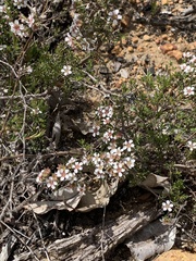 Pericalymma ellipticum