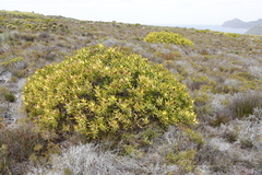 Leucadendron laureolum