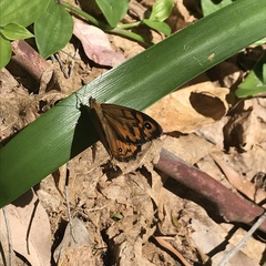 Heteronympha merope