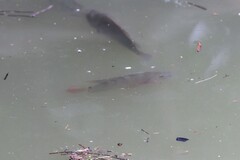 Mayaheros urophthalmus