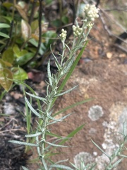 Helichrysum athrixiifolium