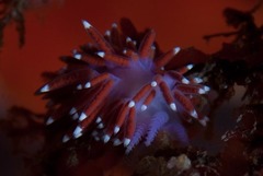 Paraflabellina funeka