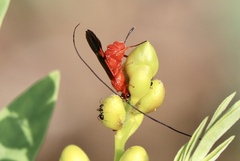 Iphiaulax