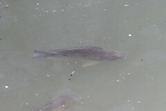 Oreochromis niloticus