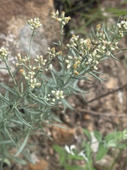 Helichrysum athrixiifolium