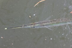 Zenarchopterus buffonis