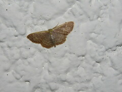 Leptostales pannaria