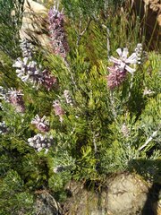 Paranomus bracteolaris