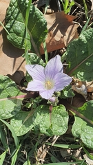 Mandragora autumnalis