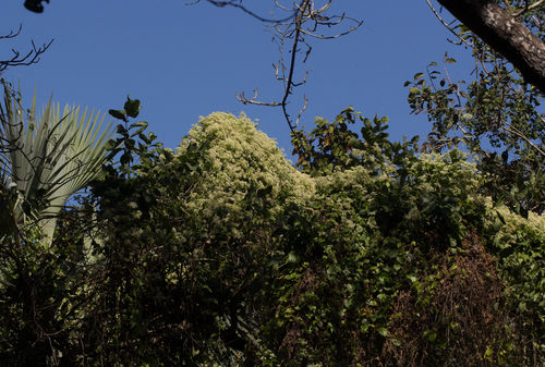 Mikania chenopodifolia image