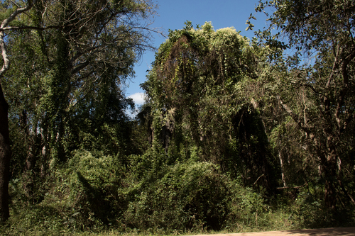 Mikania chenopodifolia image