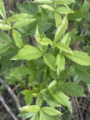 Searsia grandidens