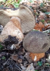 Boletus aereus