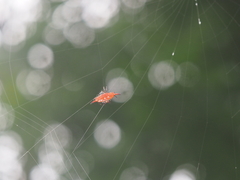 Gasteracantha diardi