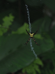 Argiope reinwardti