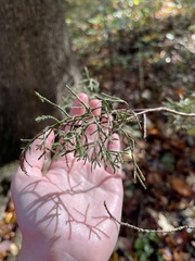 Juniperus virginiana