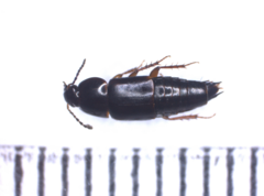 Tachinus rufipes