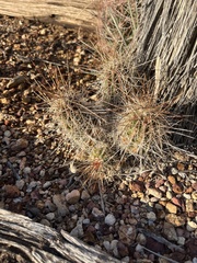 Echinocereus stramineus