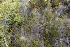 Carpacoce
