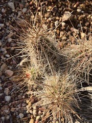 Echinocereus stramineus
