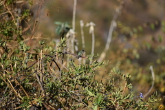 Myrtis fanny