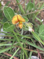 Argyrolobium rupestre