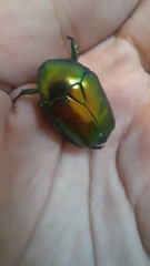 Protaetia speciosissima
