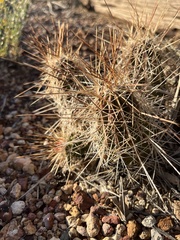 Echinocereus stramineus