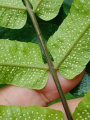 Sphaerostephanos penniger